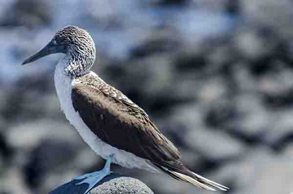 Piquero de Patas Azules - isla Seymour Norte - islas Galápagos - Ecuador 1.jpg